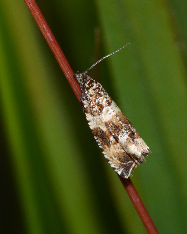 Tortricidae Orthotaenia undulana ? No, Celypha cespitana